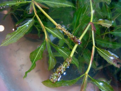 花卉光叶眼子菜介绍 光叶眼子菜照片图