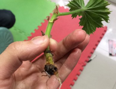 生根粉泡根要多久 生根粉泡根时长是多久