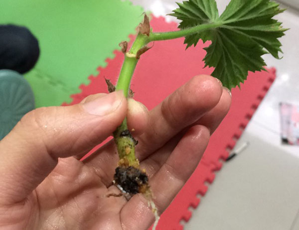 生根粉泡根要多久