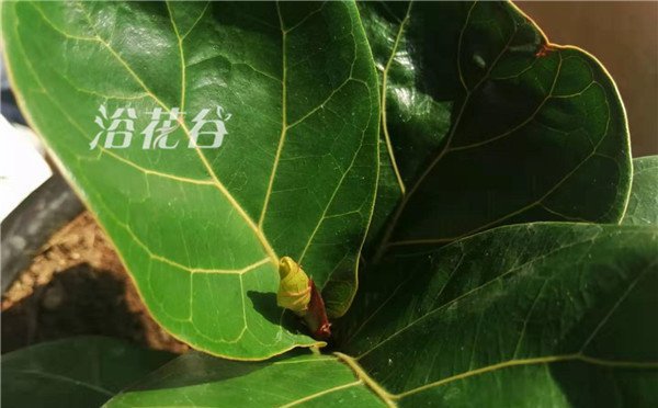 琴叶榕小苗多久能长1米