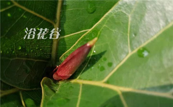 琴叶榕小苗多久能长1米