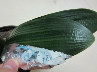 君子兰叶片位置怎么校正？ 君子兰叶片位置如何校正？