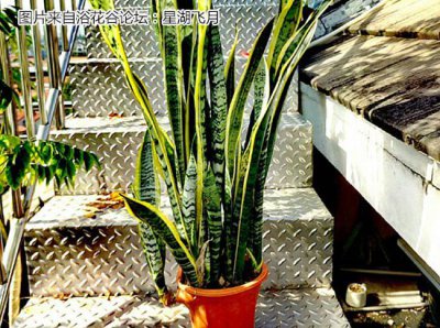 虎皮兰爆盆的两种方法 如何让虎皮兰爆盆|两种方法