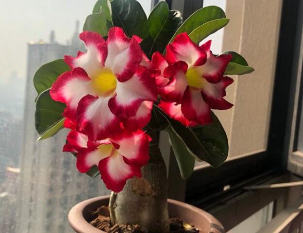 沙漠玫瑰冬天怎么养