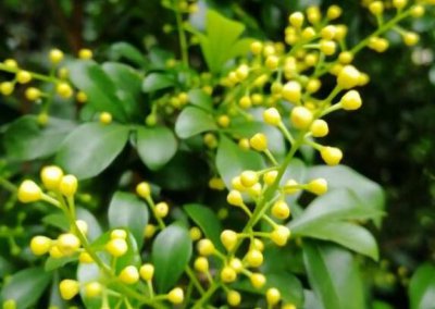 米兰开花为什么不香 米兰开花不香原因探究