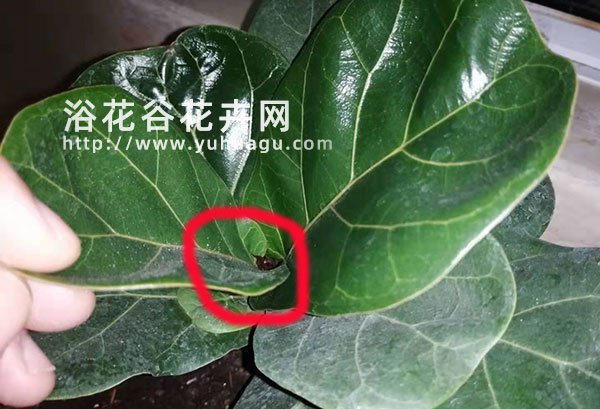 琴叶榕从哪里长叶子