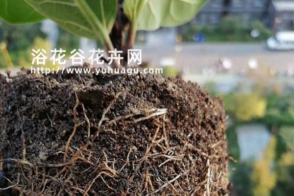 琴叶榕长得快吗