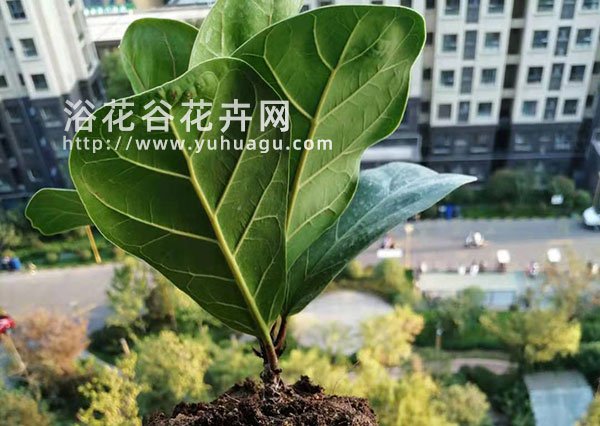琴叶榕长得快吗