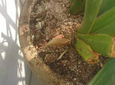 花土发白如何处理？ 花土上面发白了怎么办