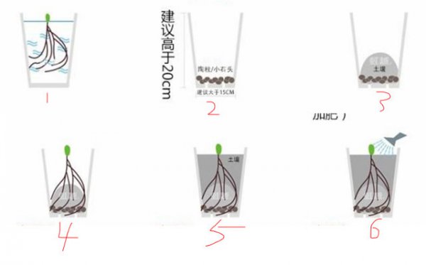铁线莲用什么盆比较好