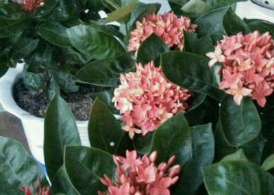 常绿龙船花冬天落叶吗？ 龙船花冬天落叶吗（常绿）