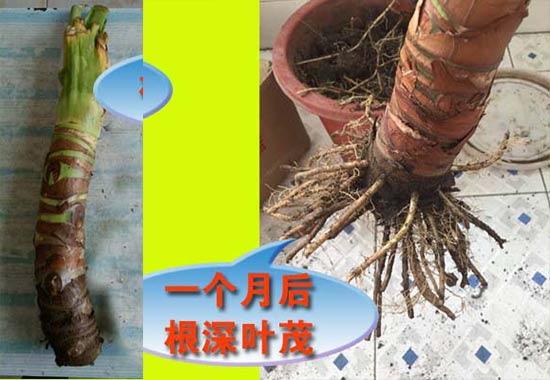 滴水观音太高怎么截断
