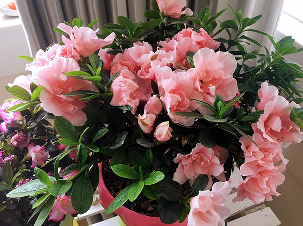 五种花卉不要买