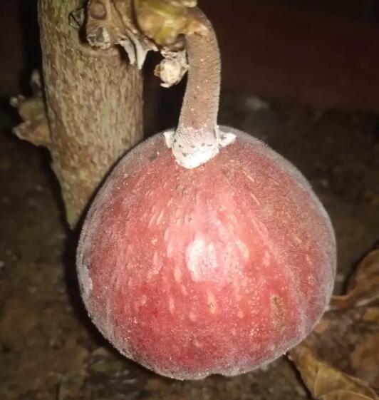 木瓜榕与无花果一样吗