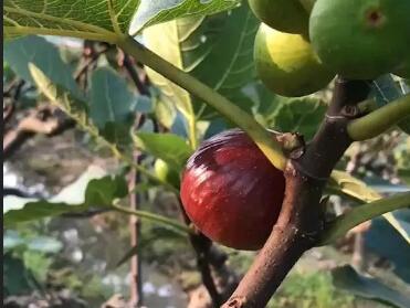 木瓜榕与无花果一样吗
