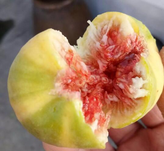木瓜榕与无花果一样吗