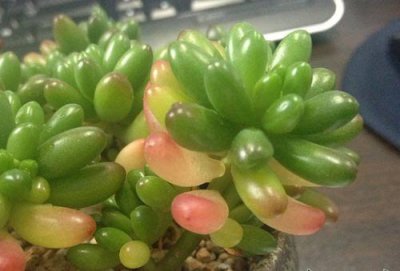虹之玉叶子化水 虹之玉叶子化水的原因及解决办法