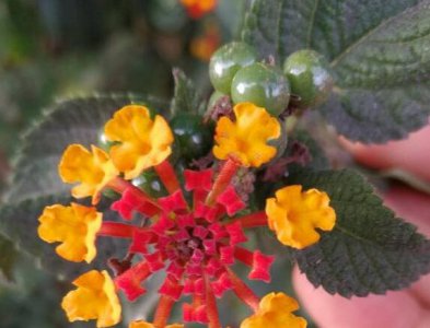五色梅开花后会结籽吗 五色梅开花后是否会结籽？