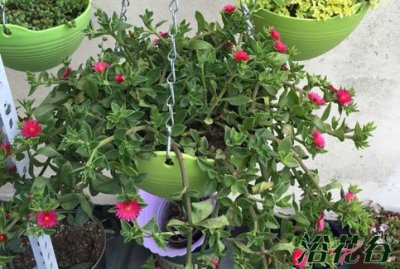 牡丹吊兰叶子发软 牡丹吊兰叶子发软原因及应对