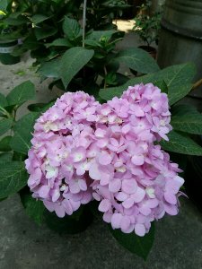 绣球花冬天会冻死、落叶吗？ 绣球花冬天会冻死吗（落叶吗）