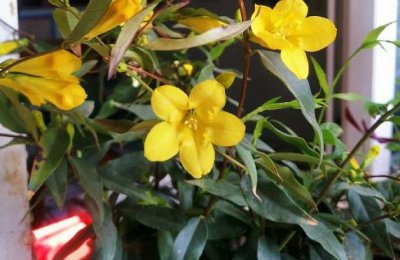 法国香水茉莉要打顶吗 法国香水茉莉是否需要打顶？
