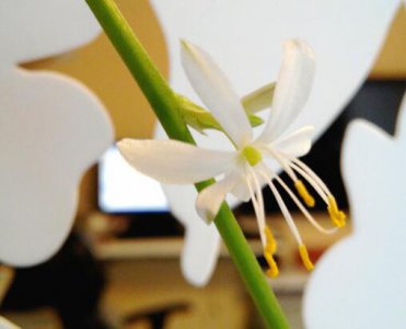 吊兰会结种子吗|附开花结籽全过程图
