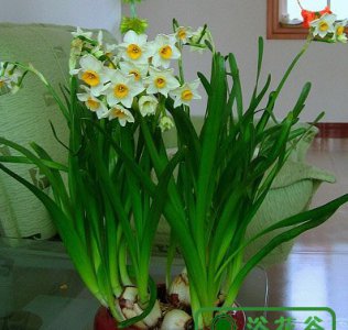 水仙花小知识 水仙花科普小知识