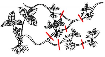 草莓苗走茎剪断位置图解 草莓苗走茎从哪里剪断（图）