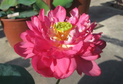 子夜荷花的花大吗 子夜荷花花朵大吗？