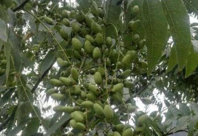 香椿芽苗菜种子哪来的 种子是什么样的