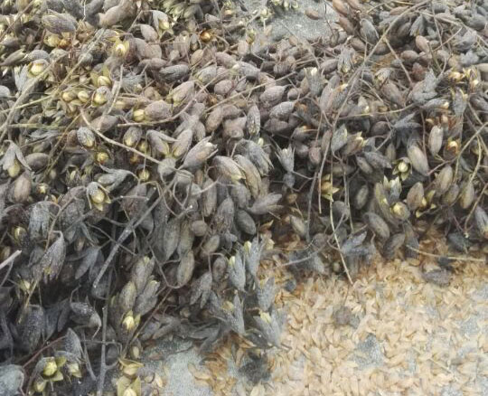香椿芽苗菜种子哪来的