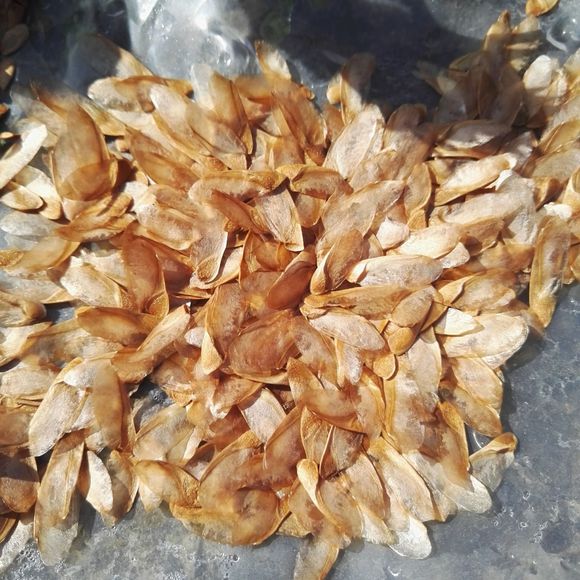 香椿芽苗菜种子哪来的