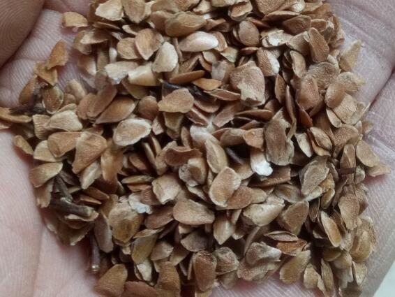 香椿芽苗菜种子哪来的