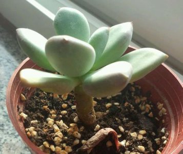 多肉植物叶子干瘪状况剖析 多肉植物叶子干瘪情况分析