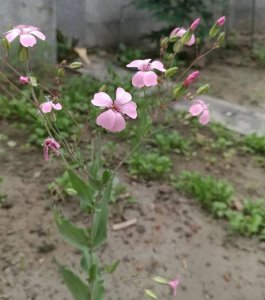 花卉麦蓝菜|浅粉色和白色讲解 麦蓝菜|浅粉色和白色长什么样图