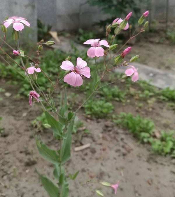 麦蓝菜|浅粉色和白色图片一