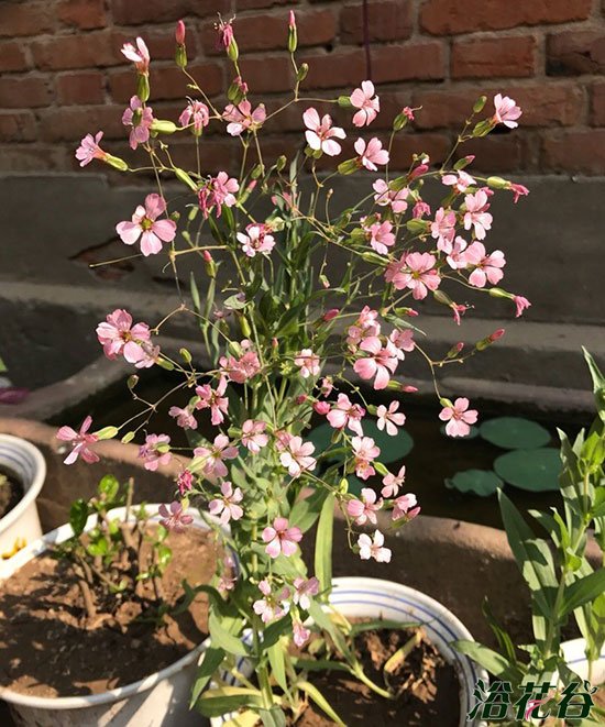 麦蓝菜|浅粉色和白色图片二