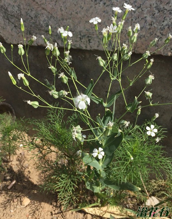 麦蓝菜|浅粉色和白色图片三