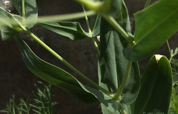 麦蓝菜|浅粉色和白色图片四