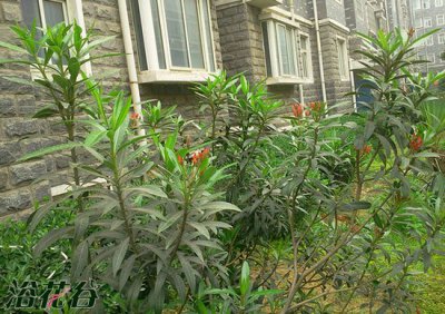 夹竹桃的2种繁殖方法 夹竹桃繁殖的2种方法