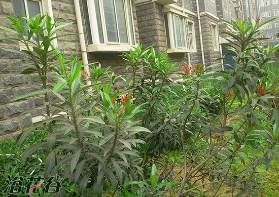 夹竹桃繁殖的2种方法