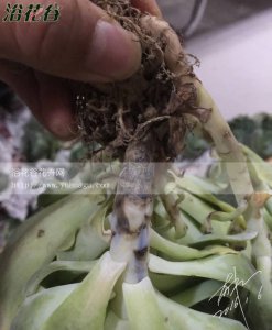 玉蝶黑腐分析（附玉蝶黑腐什么样图）