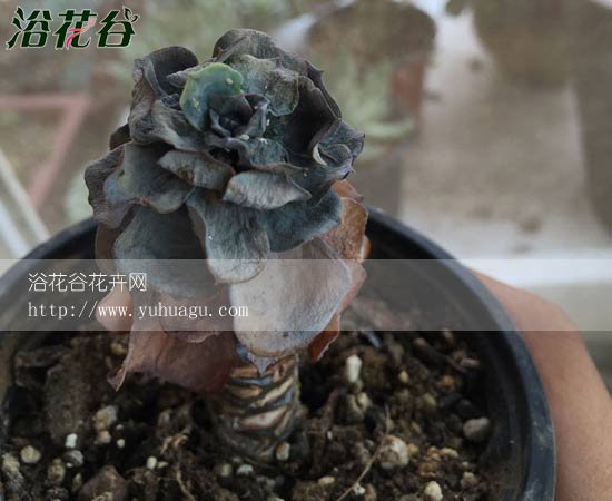 玉蝶黑腐分析