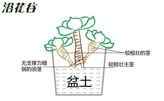 玉蝶黑腐分析