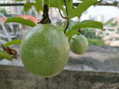 百香果实生苗的利弊 百香果实生苗优缺点
