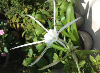 蜘蛛兰为什么叫水鬼蕉 开花后哪里结出种子