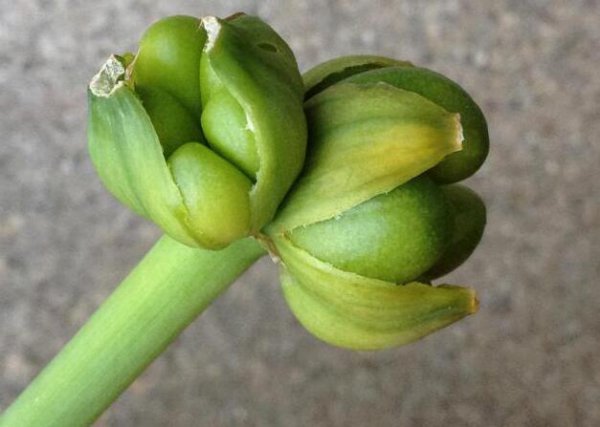 蜘蛛兰为什么叫水鬼蕉