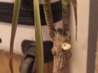 千年木怎么打顶分头 千年木打顶促分头方法