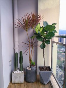 千年木用深盆还是浅盆 千年木宜用深盆还是浅盆？
