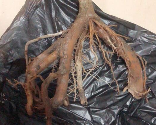 千年木用深盆还是浅盆